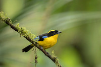 Blue-winged Mountain Tanager