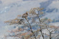 Rufous-tailed Hawk