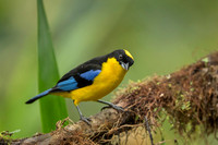 Blue-winged Mountain Tanager