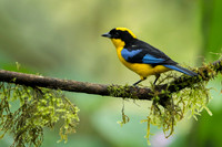 Blue-winged Mountain Tanager