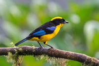 Blue-winged Mountain Tanager