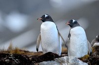 Gentoo Penguin
