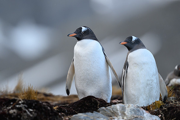 Gentoo Penguin