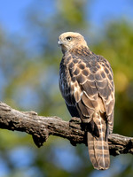 Changeable Or Crested Hawk Eagle