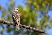 Changeable Or Crested Hawk Eagle