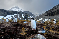 Gentoo Penguin