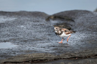 Ruddy turnstone