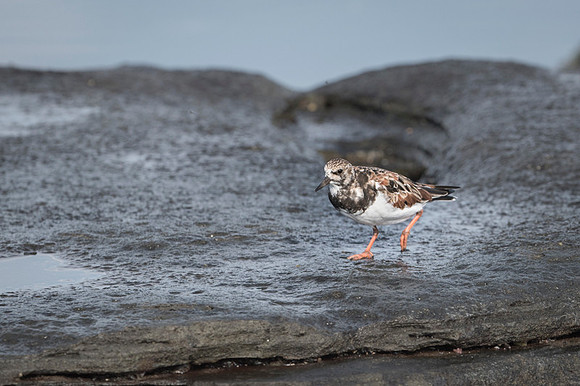 Ruddy turnstone