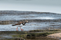 Ruddy turnstone