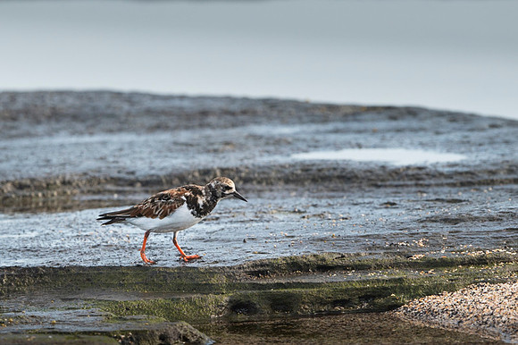 Ruddy turnstone