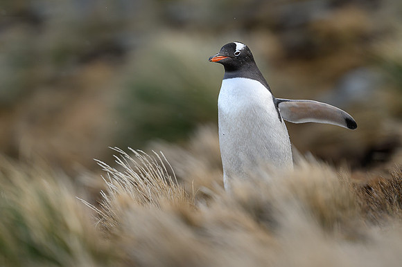 Gentoo Penguin