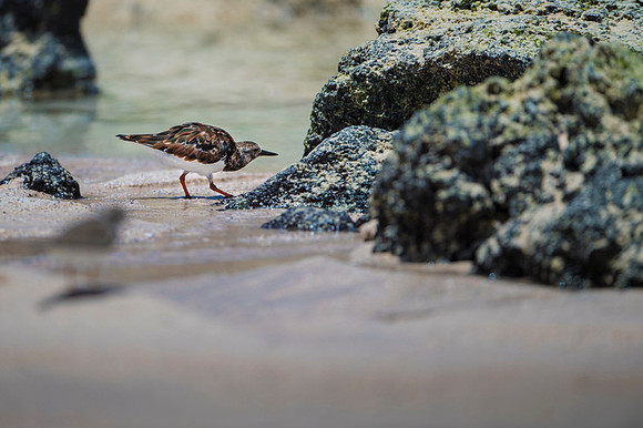 Ruddy turnstone