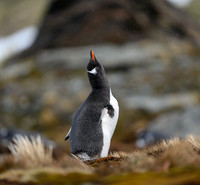 Gentoo Penguin