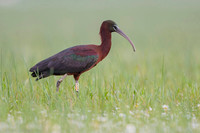 Ibis / Ibis