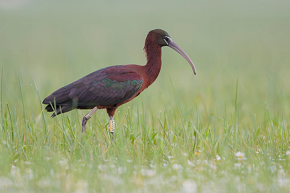 Ibis / Ibis