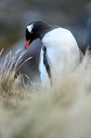 Gentoo Penguin