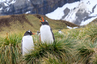 Gentoo Penguin