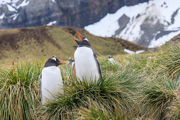Gentoo Penguin