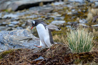 Gentoo Penguin
