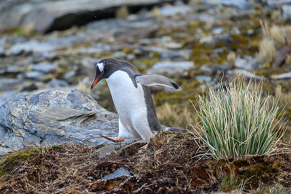 Gentoo Penguin