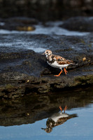 Ruddy turnstone