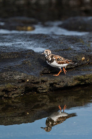 Ruddy turnstone