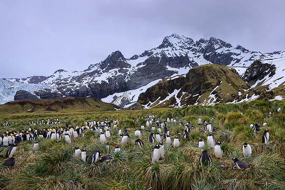 Gentoo Penguin