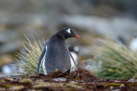Gentoo Penguin
