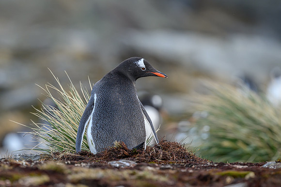 Gentoo Penguin