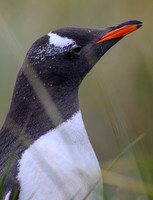 Gentoo Penguin