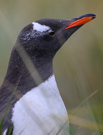 Gentoo Penguin