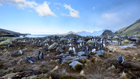 Gentoo Penguin
