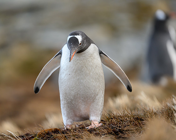 Gentoo Penguin