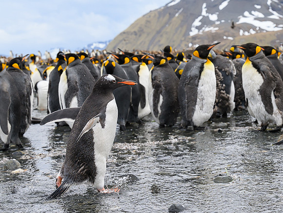 Gentoo Penguin