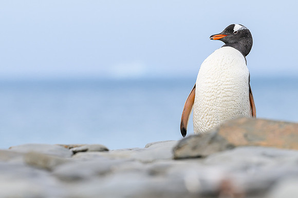 Gentoo Penguin
