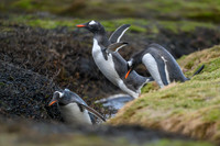 Gentoo Penguin