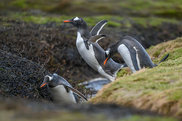 Gentoo Penguin