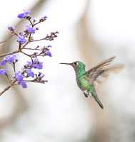 Hummingbird