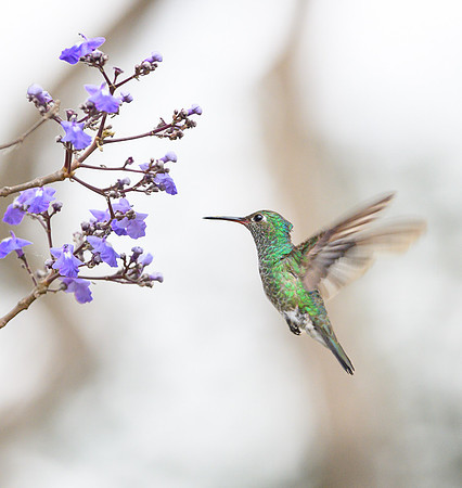 Hummingbird