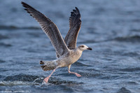 Common Gull / Mewa pospolita