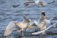 Common Gull / Mewa pospolita