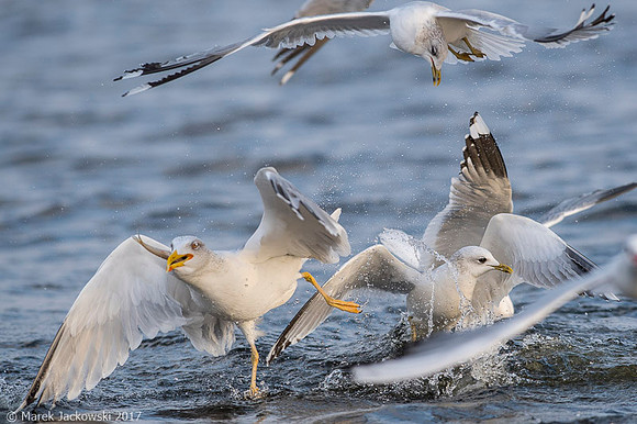 Common Gull / Mewa pospolita
