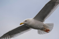 Common Gull / Mewa pospolita
