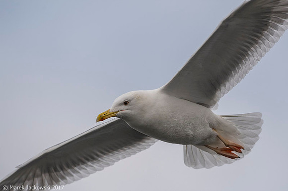 Common Gull / Mewa pospolita