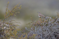 Scale-throated Earthcreeper