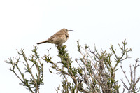 Scale-throated Earthcreeper