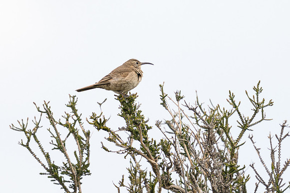 Scale-throated Earthcreeper
