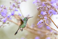 Hummingbird
