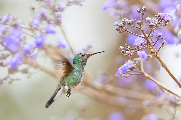 Hummingbird