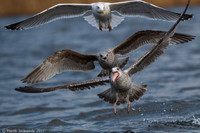Common Gull / Mewa pospolita